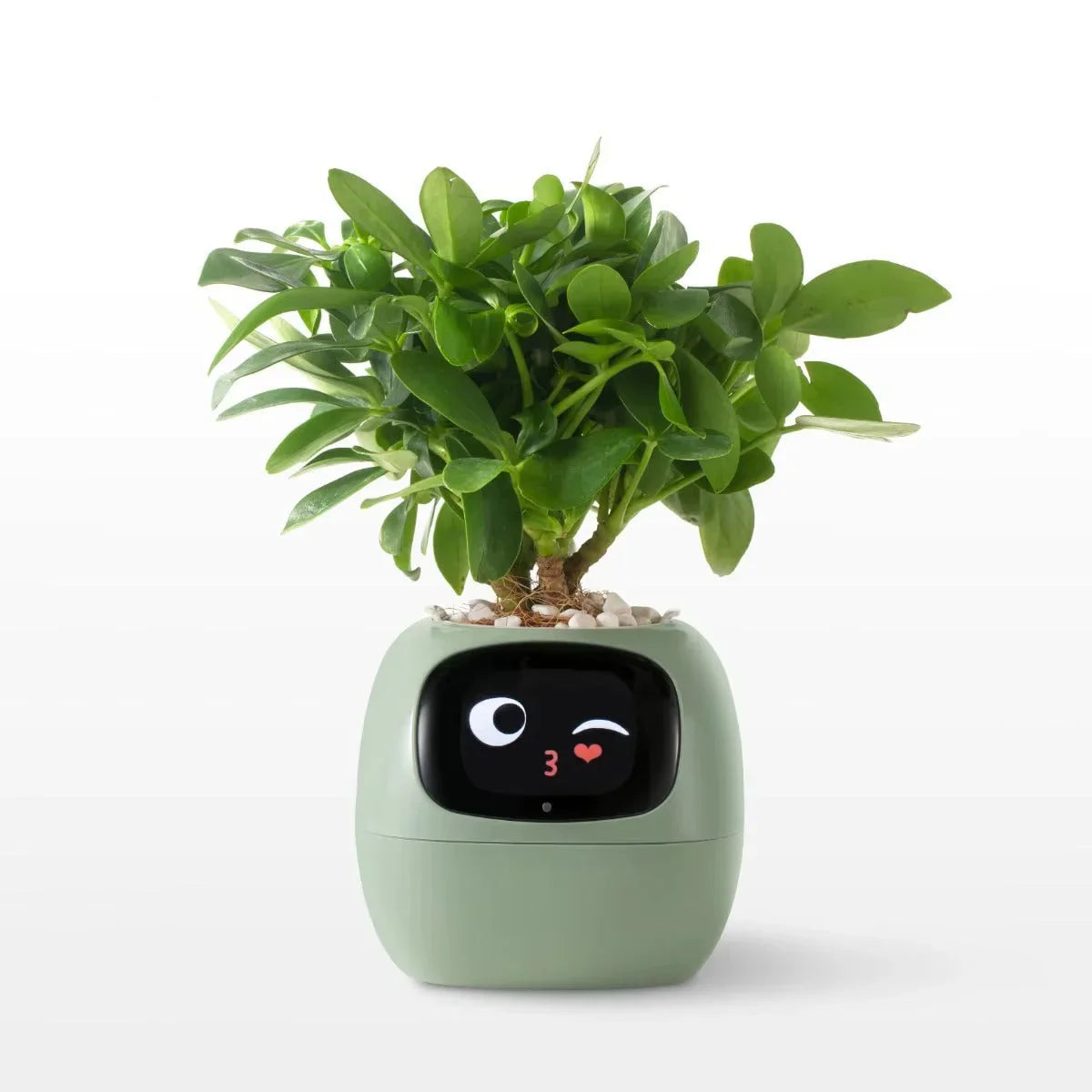 Puzzvo Maceta Inteligente AI BloomiBot con Autorriego y WiFi